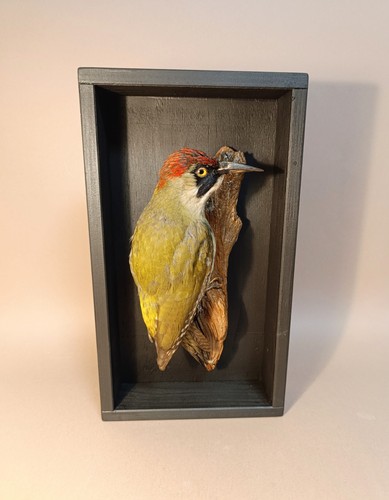 Taxidermy cabinet de - cabinet,