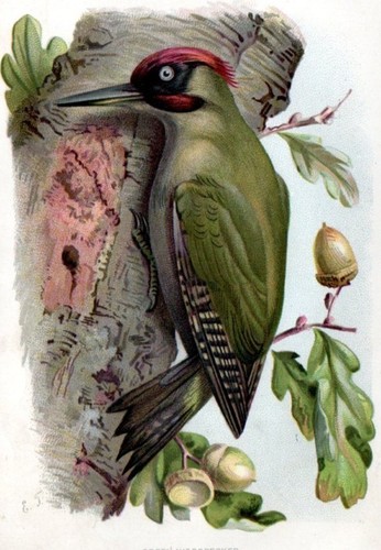 1883 picchio antica - 1883,